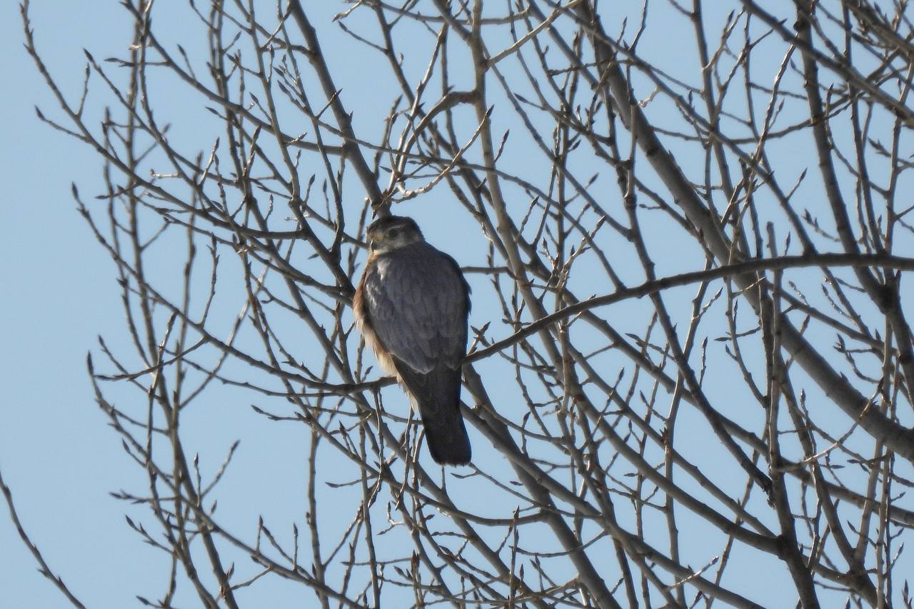 В Хоперском государственном природном заповеднике заметили редкого зимнего гостя – дербника