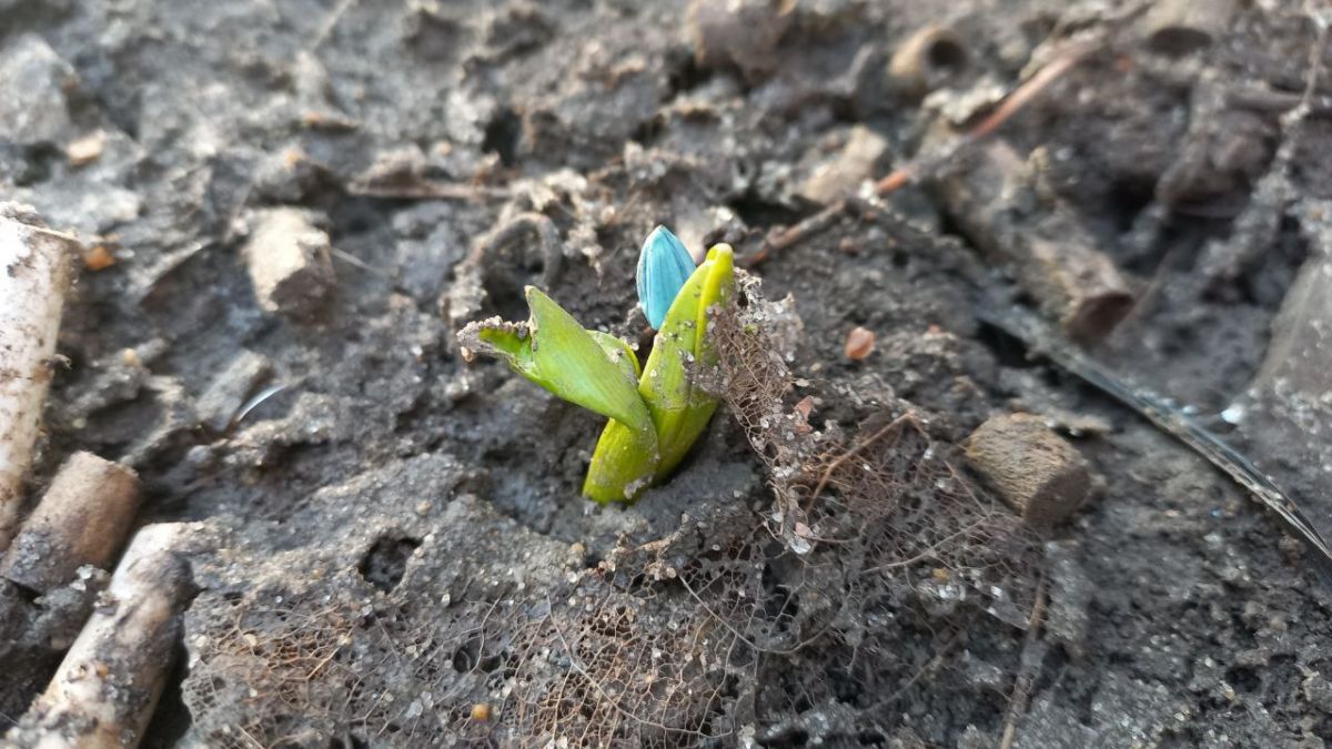 Первые весенние подснежники заметили воронежцы