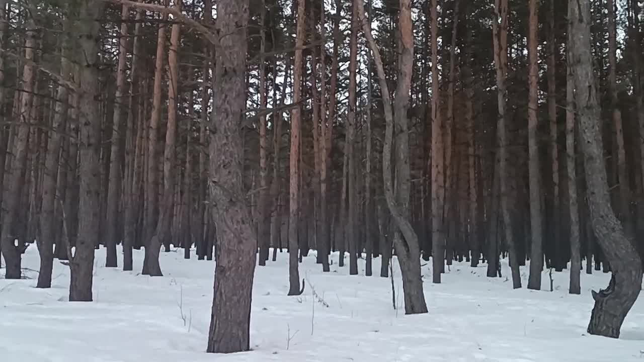 Воронежские волонтеры вылечили и выпустили на волю ушастую сову