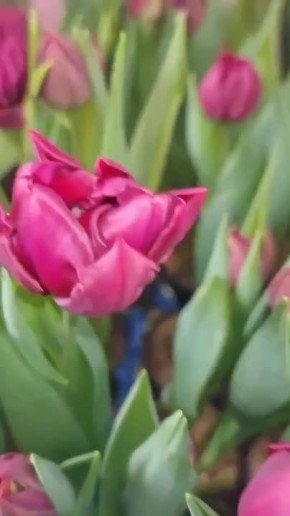 В воронежском Ботаническом саду расцветают сотни тюльпанов к 8 Марта