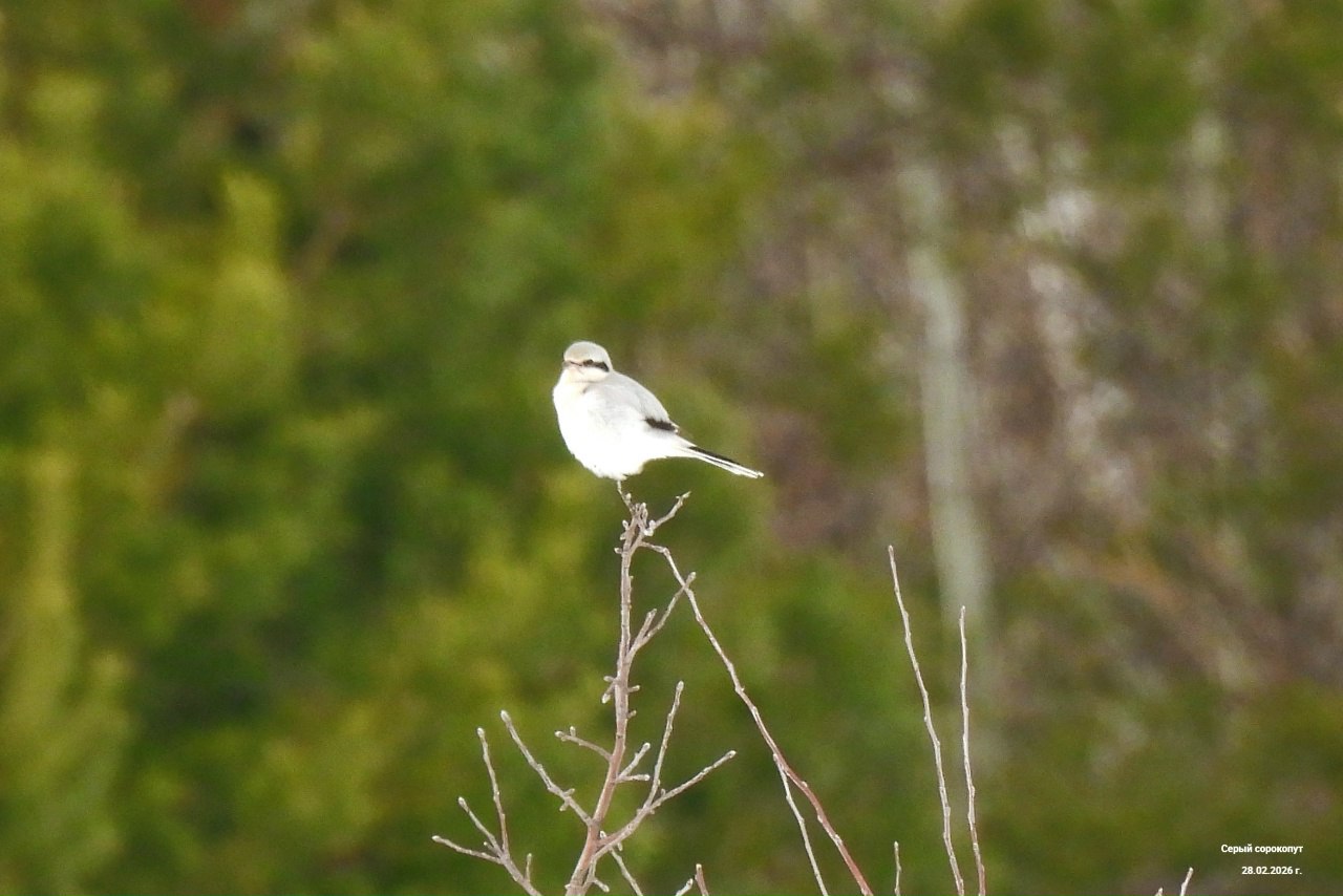 Делает кровавые «гирлянды»: в Хоперском заповеднике обнаружили редкого гостя