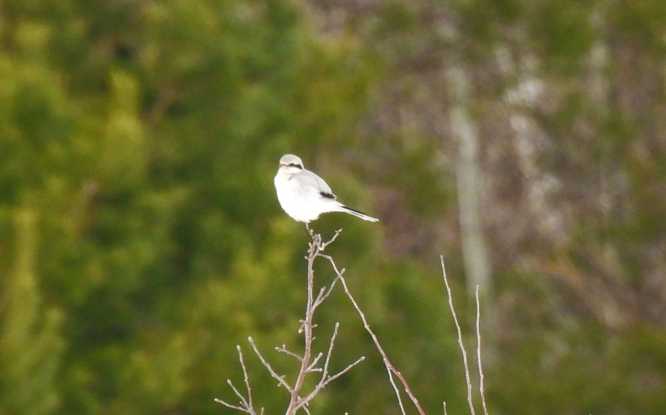 Редкий вид птиц прилетел на зимовку в Хоперский государственный природный заповедник Воронежской области