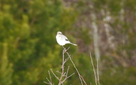 Редкий вид птиц прилетел на зимовку в Хоперский государственный природный заповедник Воронежской области