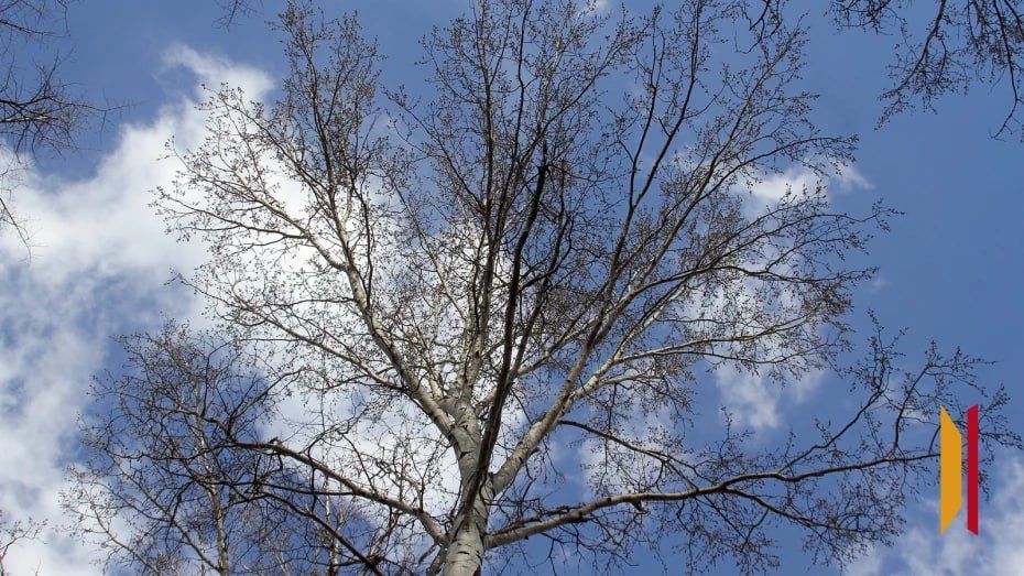 В Воронежской области 9 марта потеплеет до +7 градусов