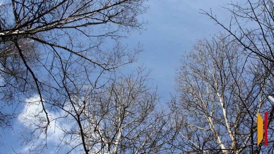 Какая погода будет в Воронеже на предстоящих выходных