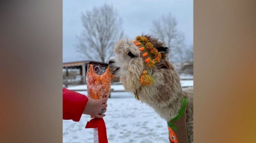 � ������������� ������� ���� �������� �������� ������ �� ��������