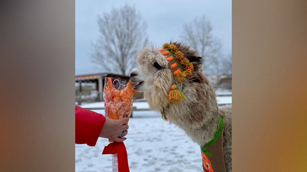 В Международный женский день альпакам подарили букеты из морковки