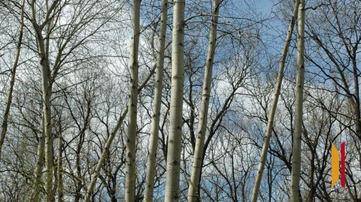 � ����������� ������� 12 ����� ��������� �� +15 ��������