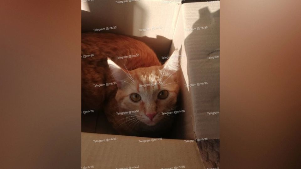 � ����������� ����������� ������� ����������� �������� ���� � ������ �� ����