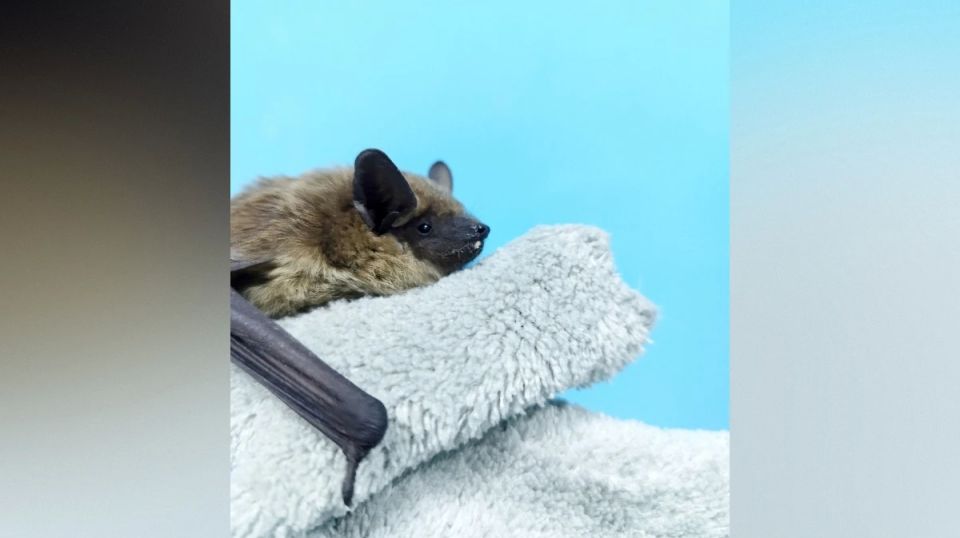 � �������� �������� �������� ������ ������� ���� ������