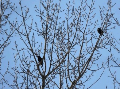 �������� ������� � ����������� ������� �� 9 ���� ������ �������� �����