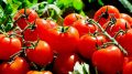 В Воронежской области резко подорожали помидоры