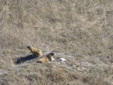 В Воронежской области сурки-байбаки проснулись после зимней спячки