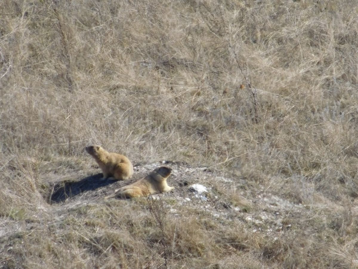 В Воронежской области сурки-байбаки проснулись после зимней спячки