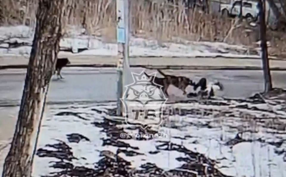 Бастрыкин поручил доложить о ходе дела по факту нападения бездомных собак на жительницу Воронежа