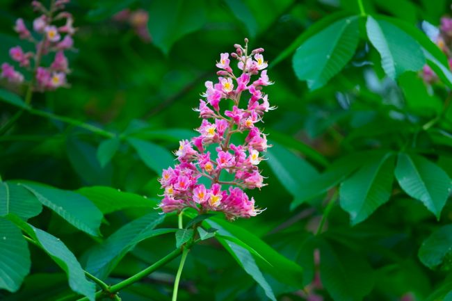 Весеннее равноденствие 2026: начало астрономической весны в Воронежской области