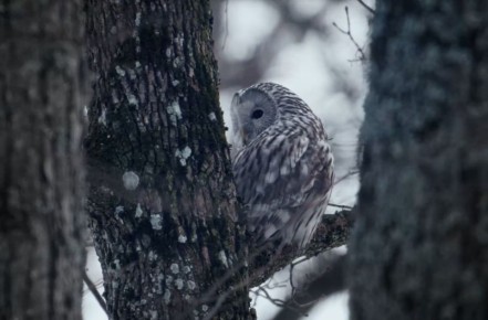 Северная сова осваивает юг: уральская неясыть добралась до Воронежской области