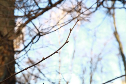 В Воронежской области ожидаются заморозки и потепление до 12 градусов