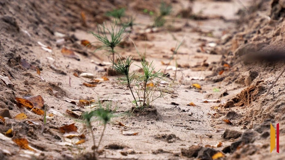 На юге Воронежской области стартовала весенняя посадка леса