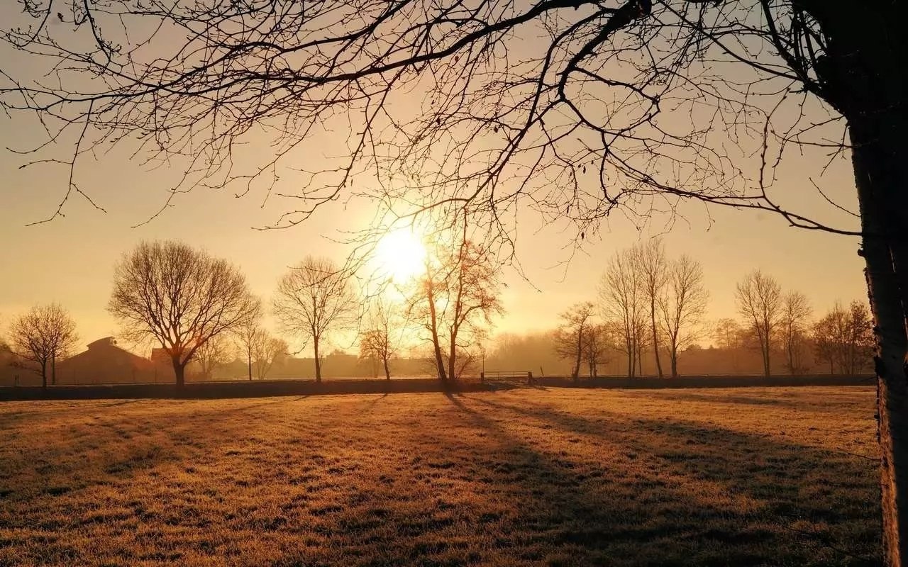 Первый в текущем году случай заражения бешенством животного выявили в Рамонском районе