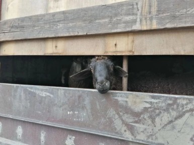 � ����������� ������� �������� ������� ��������� �������� ��� ����������