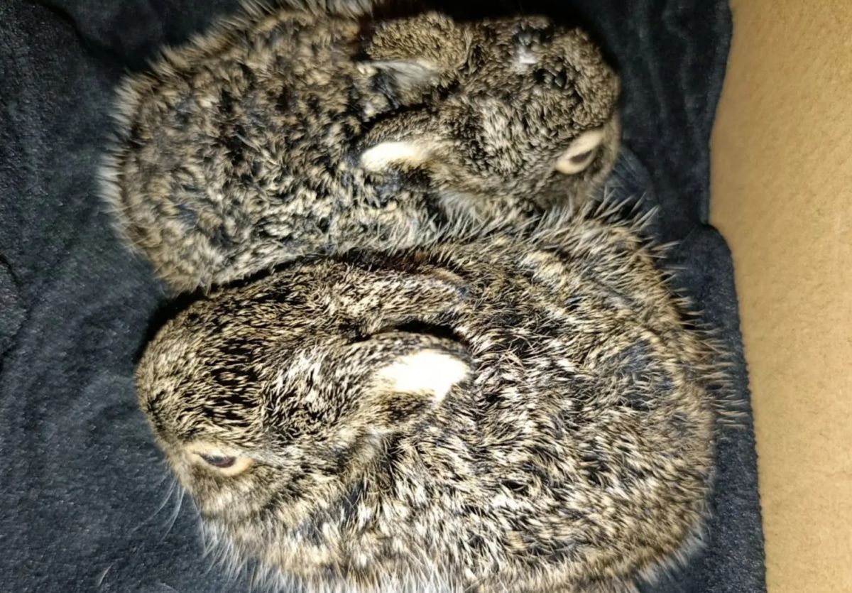 Воронежские волонтеры спасли двух новорожденных зайчат, найденных на железной дороге