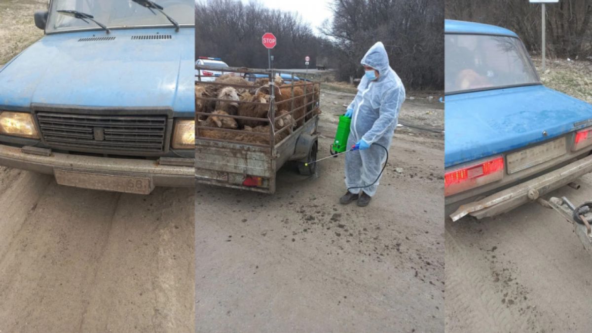 Нелегальную перевозку 20 овец пресекли на трассе в Воронежской области