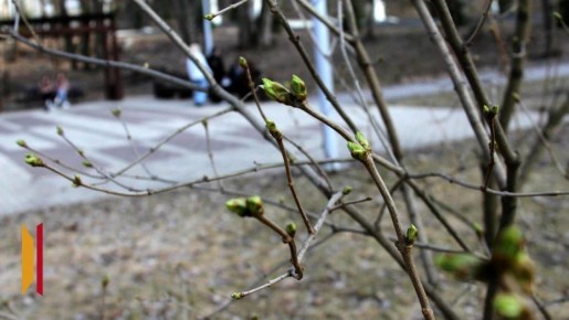 Теплые и пасмурные выходные ожидаются в Воронеже
