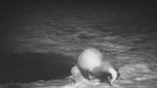 ���������� ��������, ��� ������� �� ����� ������� �������� � �����������