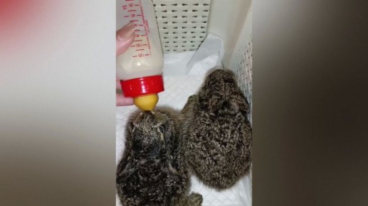 ����������� ��������� ��������, ��� �������� ��������� �������