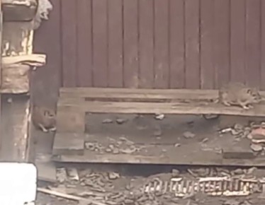 Крысиный санаторий: грызуны оккупировали территорию возле рынка на улице Жукова