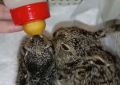 Зайчат-русачат выкармливают из бутылочки в центре «Сердце леса» под Воронежем