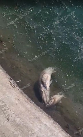 В озере возле остановки «Минская» всплыла мертвая рыба