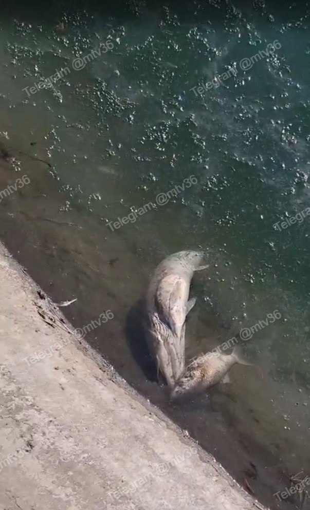 В озере возле остановки «Минская» всплыла мертвая рыба