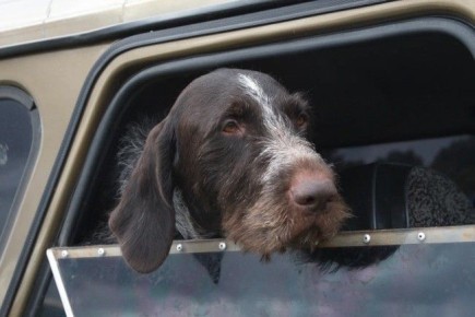 � ����������� ������� ���������� ����������� �������� ��-�� ������� ���������