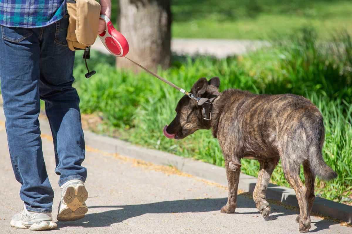 Воронежская Масловка больше не на карантине по бешенству животных