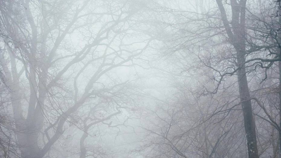 Воронежцев предупредили о тумане и сильном ветре 4 и 5 апреля