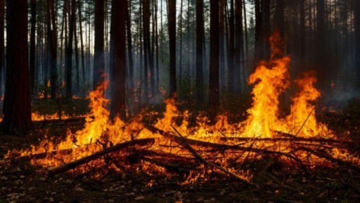 Воронежцев предупредили об ответственности за лесные пожары