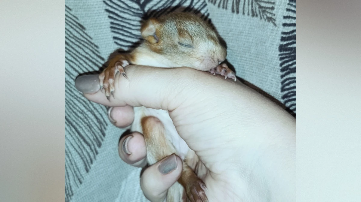 Воронежские волонтеры спасают белочку, у которой отказали задние лапки