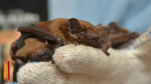 ���������� ����������, ��� ������ ��� ����������� ������� ����� ������