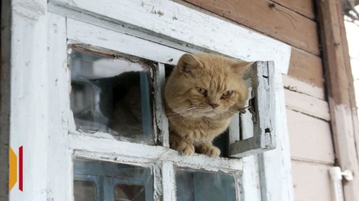 Воронежские спасатели пришли на помощь коту, выпавшему из окна