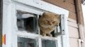 Воронежские спасатели пришли на помощь коту, выпавшему из окна