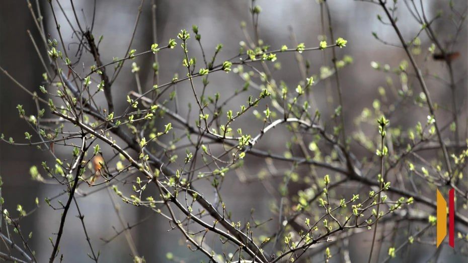 � ������� ����� ����� ������ ����������