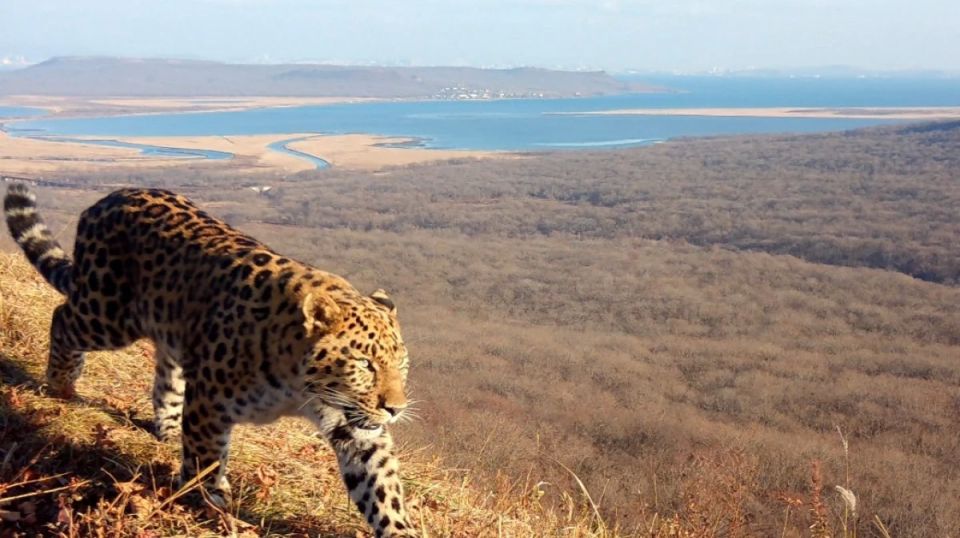 ������� ��� ��� ������� ���������������� ��������. � �������� ���������� �����������