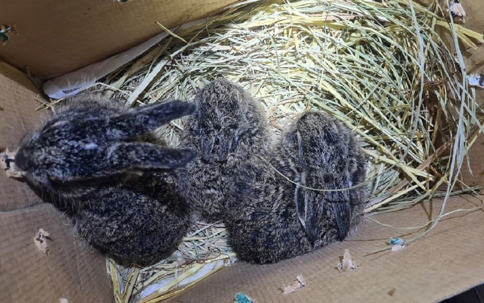 ������� ������ - ��������, ��������, �������� � ������� - �������� � ��������� ����������� ���������