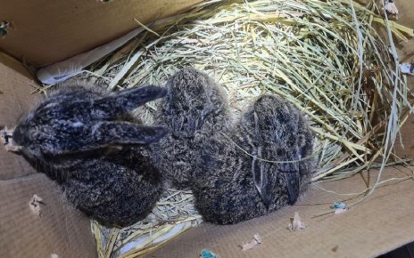 ������� ������ - ��������, ��������, �������� � ������� - �������� � ��������� ����������� ���������