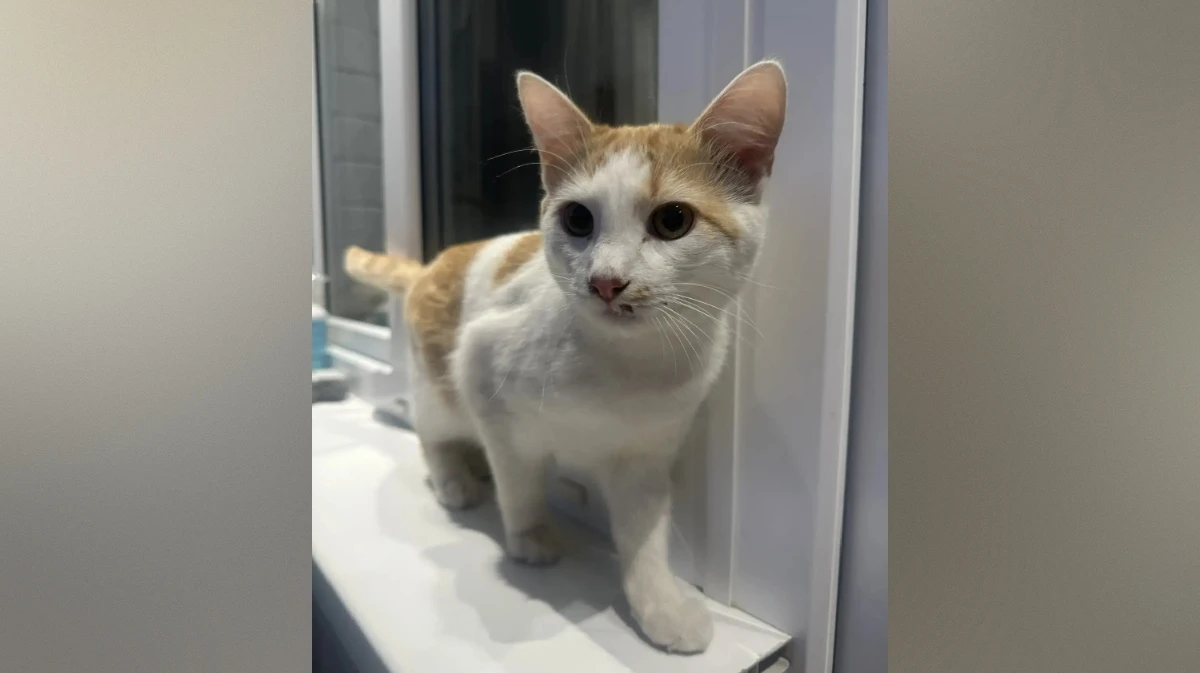 В Воронеже спасли кота, который застрял на верхушке высокого дерева