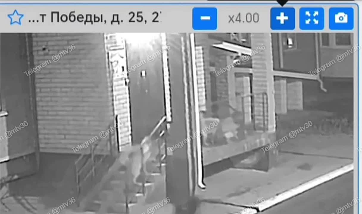 В Новой Усмани стая бездомных собак загрызла кошку на крыльце подъезда