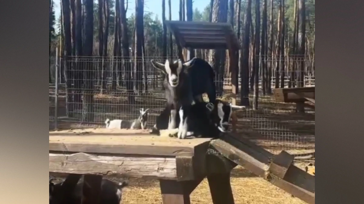 На лесной территории Воронежского зоопарка родились камерунские козлята и овечки