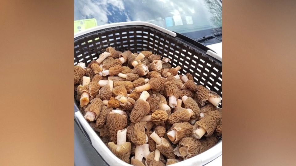 ����������� �������� �������� � ������� ������ ��������